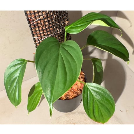 Philodendron sp. from Iquitos Peru [tanakay]