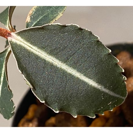 Labisia pumila from Cameron Highlands