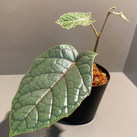 Pterisanthes sp. from Sabah-1 [R0515-01a]