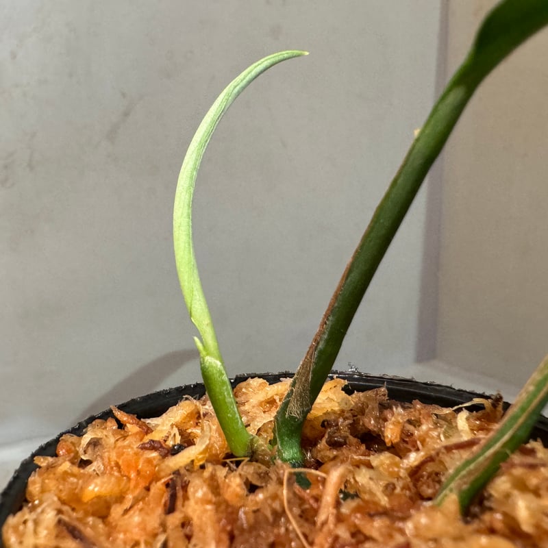 Borneoa gampsospadix スキスマグロッティスMIDOLLICA スキスマト