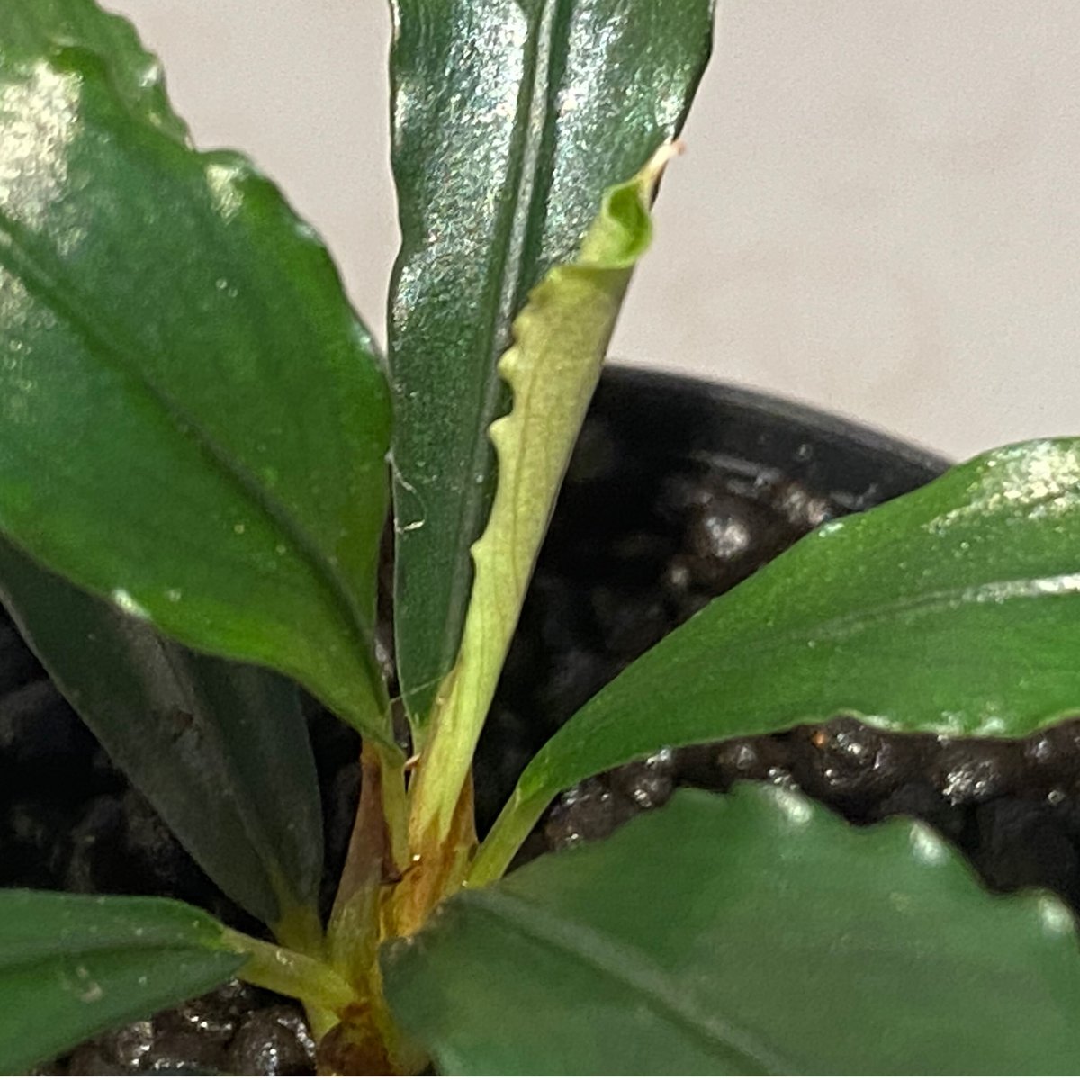 Bucephalandra cf. Motleyana カミハタ便 Foc3ANJaMAg_91m.jpg