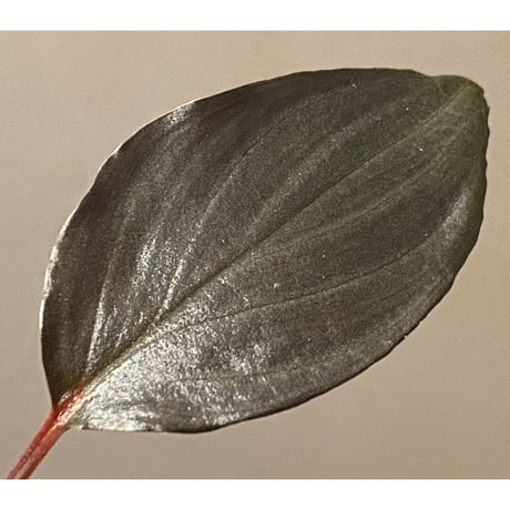 Homalomena sp."赤鉄鉱” from Kepulauan Riau [SGP import] KZT