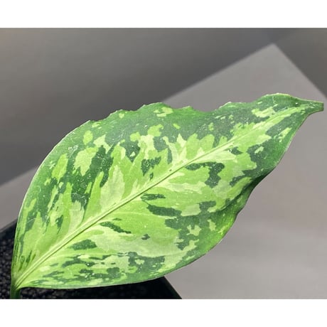 Aglaonema pictum 現地便 [KZT]