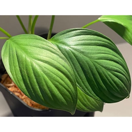 Homalomena sp. from Kuala Balah [TK270316]