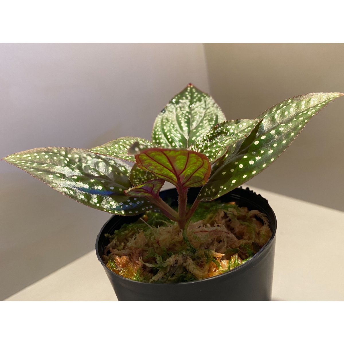 Sonerila sp. wf1 from Phang Nga Thailand [KZT]