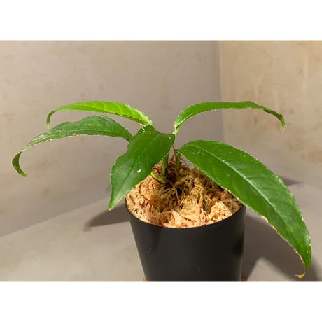 Unknown from Iquitos Peru [tanakay]