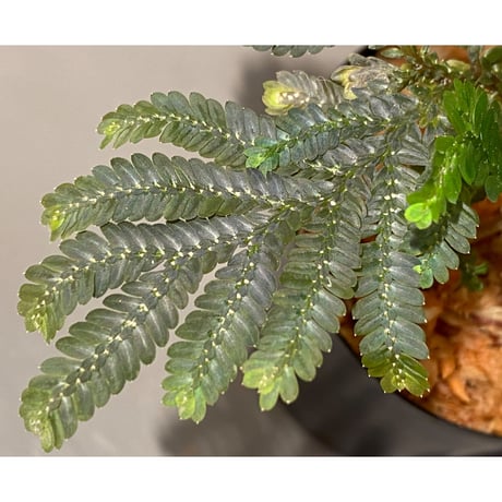 Selaginella picta