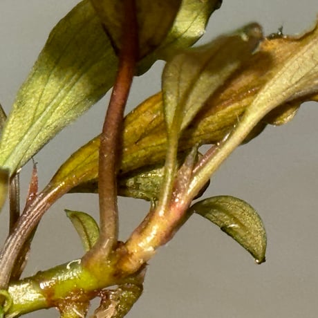 Bucephalandra sp. "Batang kawa" 組織培養水上育成株