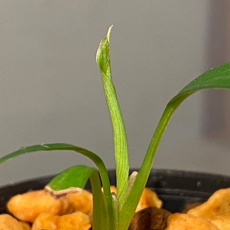 Homalomena sp. from Kuala Balah [TK270316]