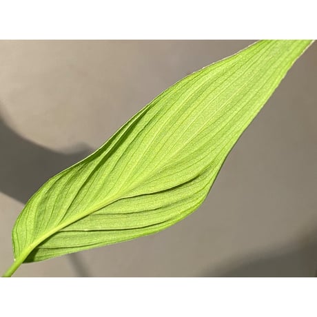 (タグ付き) Homalomena sp. "蛟" from Sumatera Utara [LA0318-02]