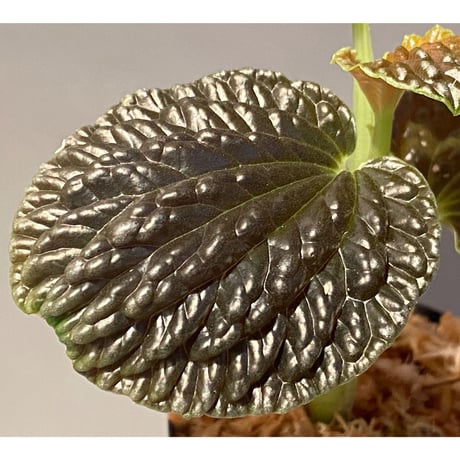 Peperomia sp. from Ecuador