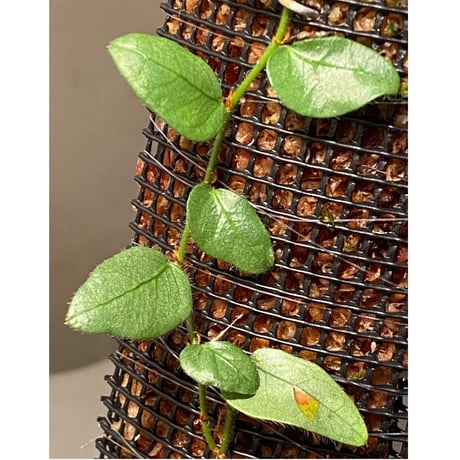 Ficus sp. from Murung raya [LA0515-05]