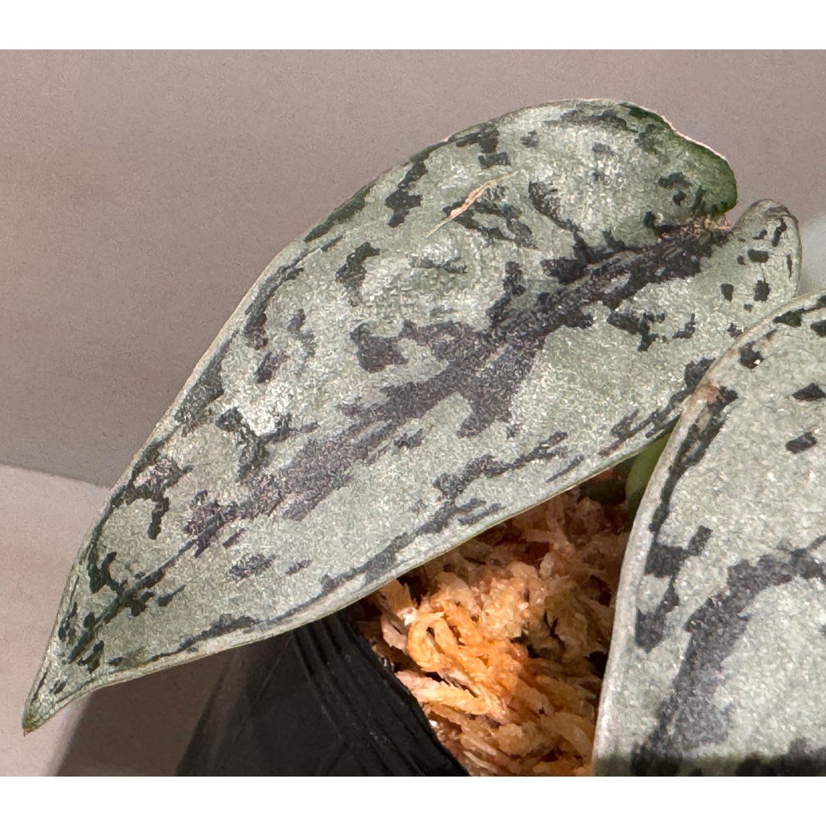 【SPRING SALE】スキンダプサス・シルバーレディ　発根済み♡ Scindapsus 
