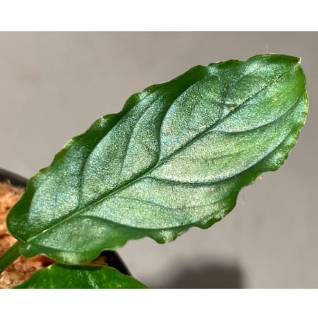 Homalomena sp. "Euclase" from Riau sumatera [LA0518-02]②