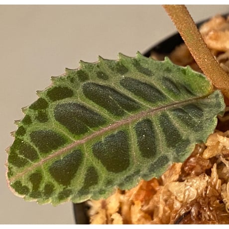 Labisia sp. from Riau sumatera [LA0815-01]