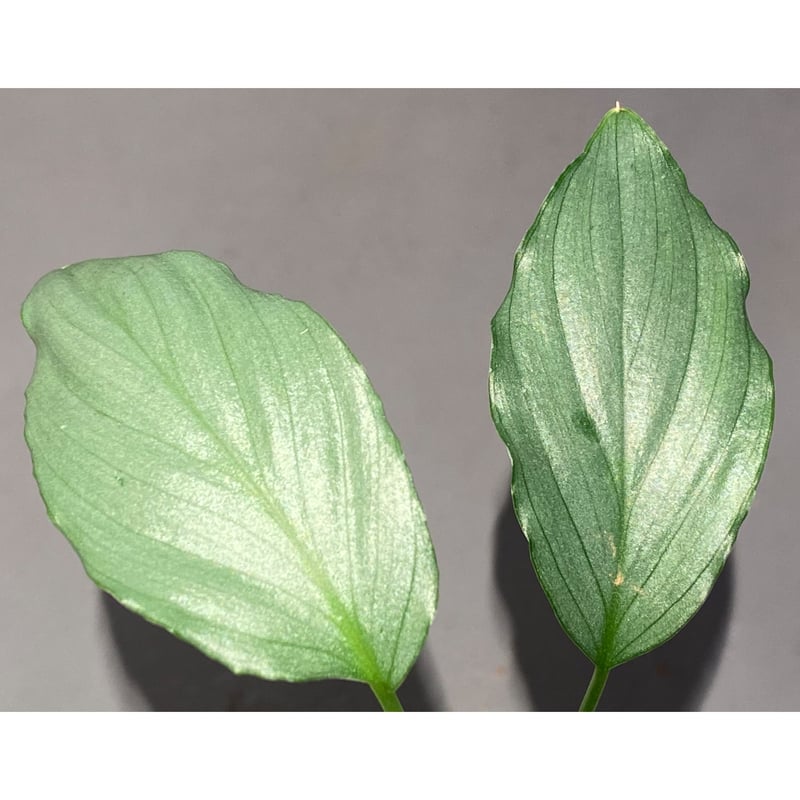 Homalomena sp. Homalomena sp.