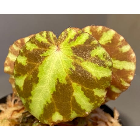 Begonia cleopatrae