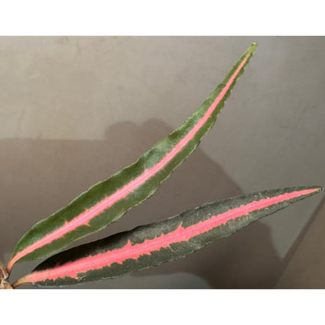 Labisia sp. from Vietnam