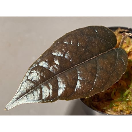 Pterisanthes sp. from Sidikalang [R0817-01c]