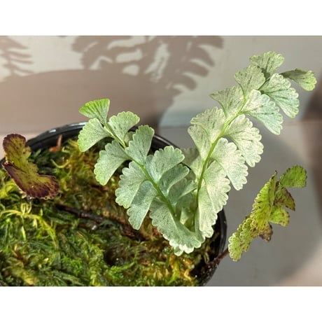 Lindsaea oblanceolata from Aceh sumatera
