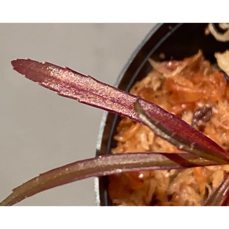 Sonerila linearis from Kedah Malaysia [LA0717-02]
