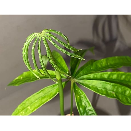 Anthurium polyschistum from Napo Ecuador [tanakay]