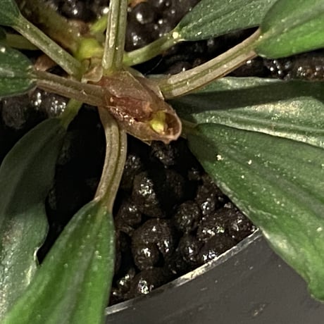 Bucephalandra sp. "Crocodile"