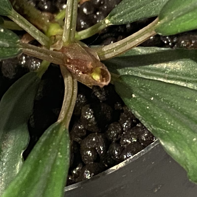 Bucephalandra sp. 