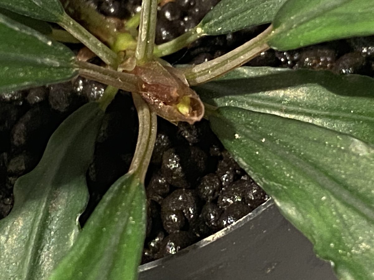 Bucephalandra sp. 