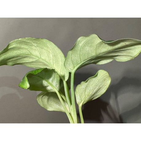 Schismatoglottis Rongisupata from West Kalimantan [KN]