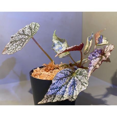 Begonia formosana from Taiwan