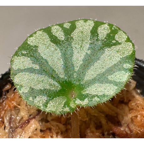 Begonia austroguangxiensis