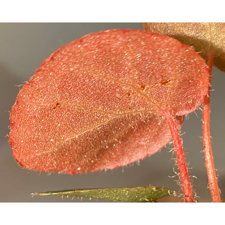 Begonia sp. from Chiku Kelantan