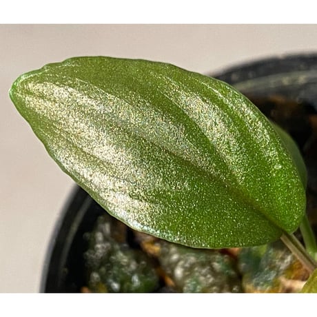 Homalomena sp. from Solok sumatera [LA0315-2]