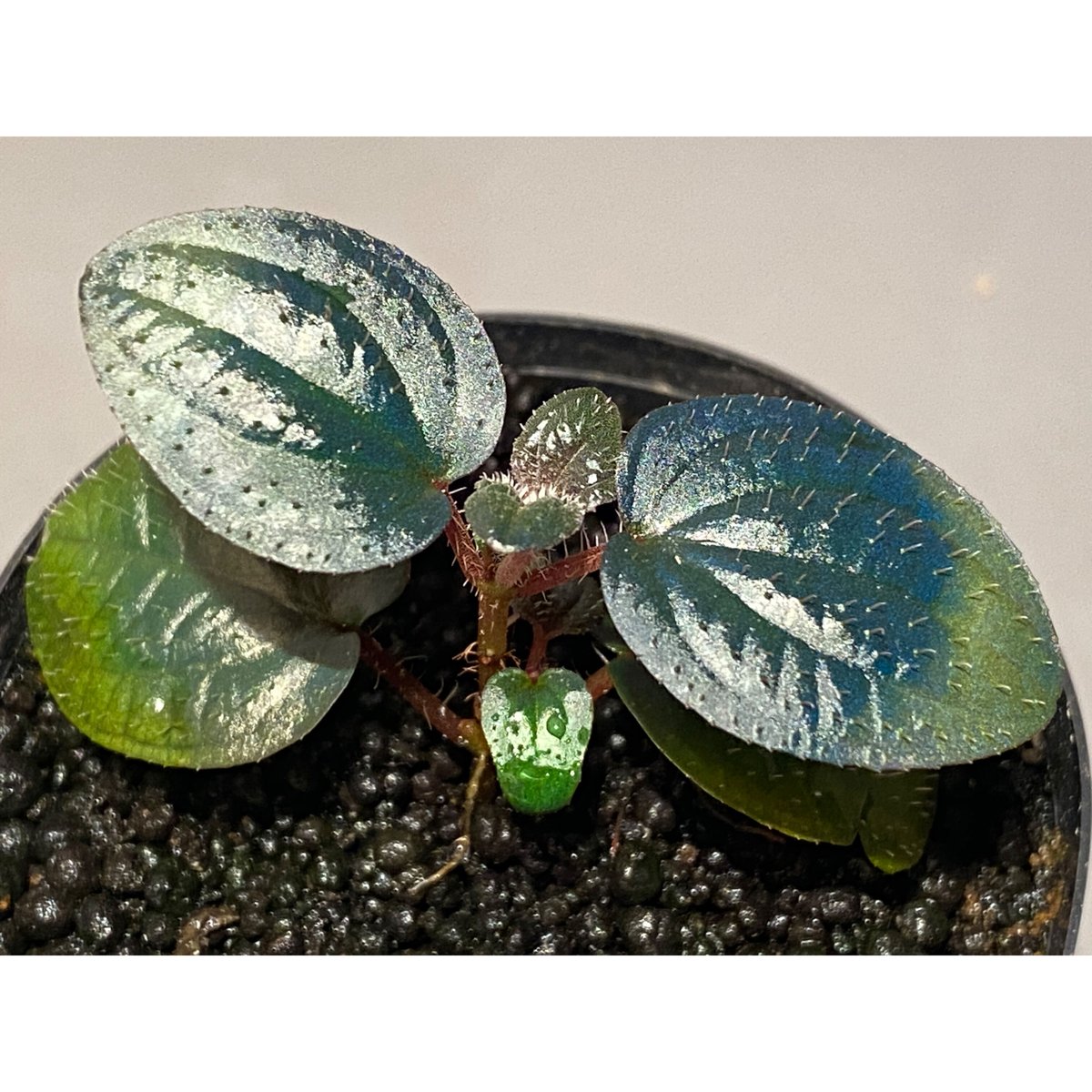 Phyllagathis rotundifolia [STRINGE PLANTS] | M・