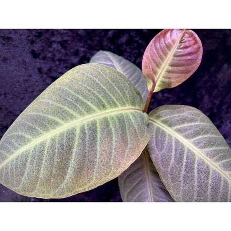 Ardisia sp. from Saripoi [LA0515-02]