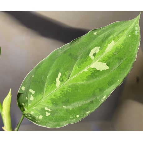 Aglaonema pictum GW1707 "Padang sidempuan" [TB]