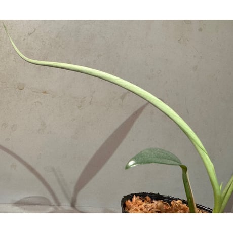 Schismatoglottis sp. "Narrow" from Kpg Lui Muda [AZ0412-3]