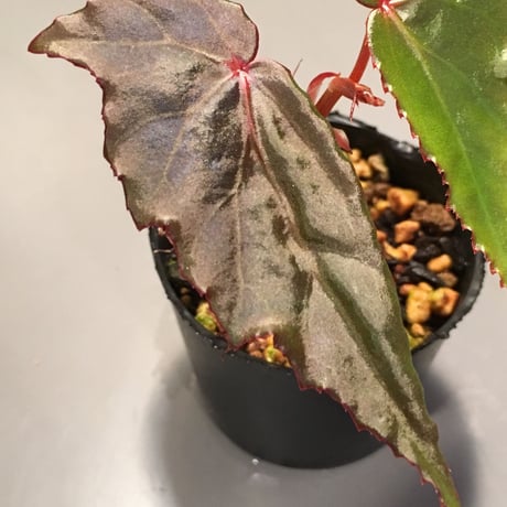 Begonia cf. laruei from Aceh sumatera [LA0216-02]