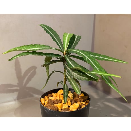 Ardisia sp. from North Sanggau