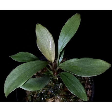 Homalomena cf. hasei from Aceh sumatera [LA1118-03]