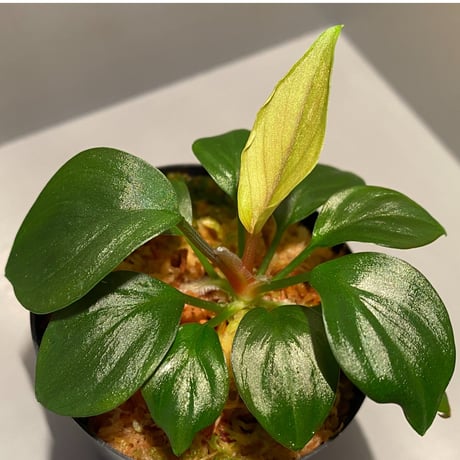 Homalomena sp. from West Kalimantan