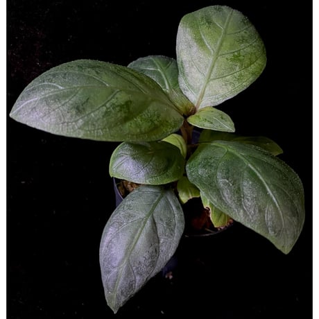 Unknown from Aceh sumatera [LA2013年]