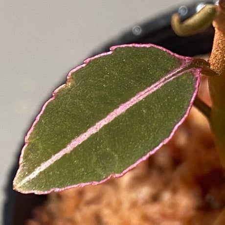 Labisia pumila from Solok sumatera [LA0414-02]