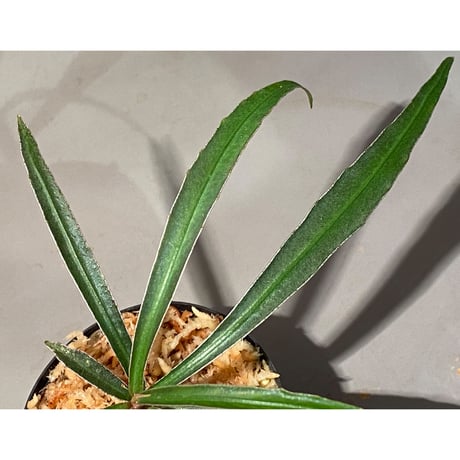 Ardisia sp. from Kapuas Hulu Kalimantan barat