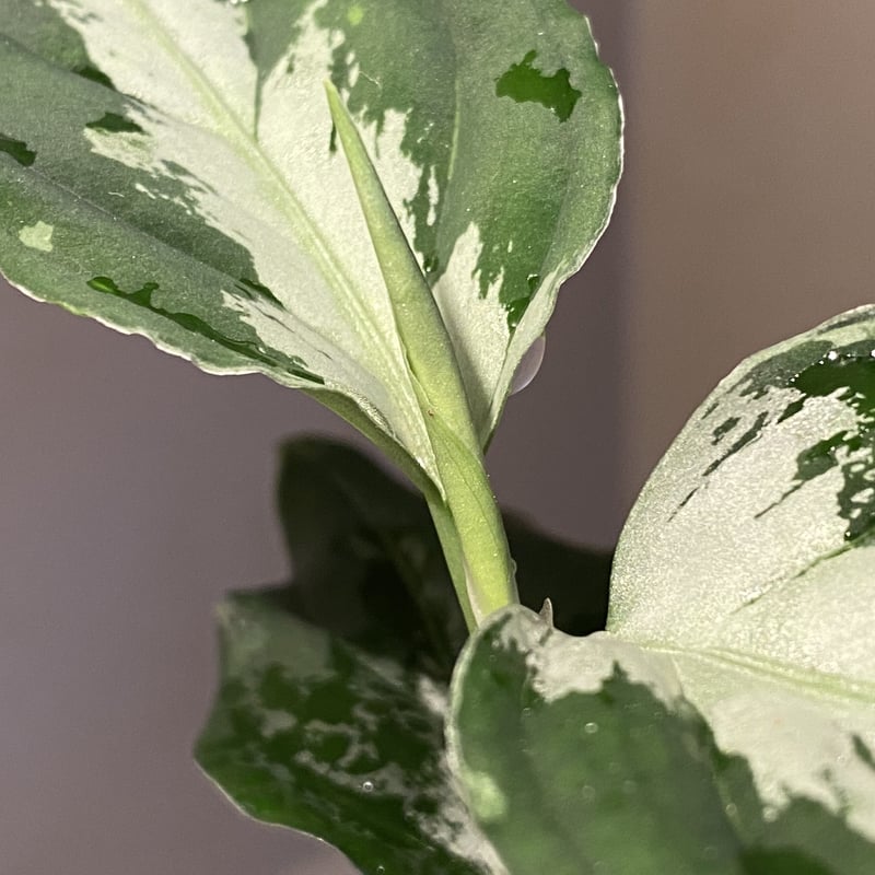 Aglaonema pictum [LA0915-z-s-11] | M・R・G・R