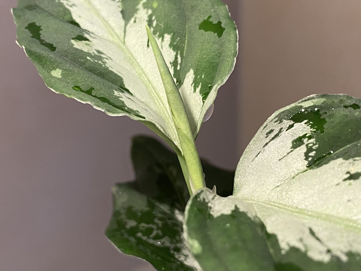 あられAglaonema“ANDAMAN” 芋 Aglaonema pictum AP Aceh, Sumatera, LA1115-03i