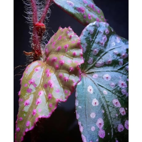 Begonia sp. "Muara Wahau" Kutai timur Kalimantan timur [TB]