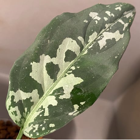 Aglaonema pictum A "しるば〜らいん" Aceh sumatera [LA1117-05j]