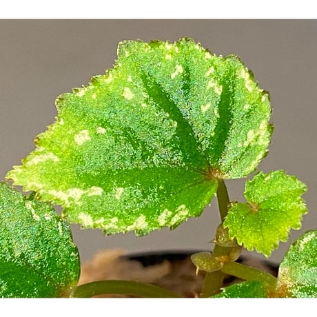 Begonia sp. from North Toraja [S0919-02] STRINGE PLANTS